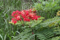 Caesalpinia pulcherrima